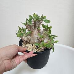 パキポディウム　エビス大黒の画像