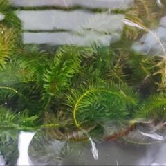 水草の画像
