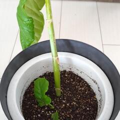 観葉植物 フィカス・ウンベラータ③の画像