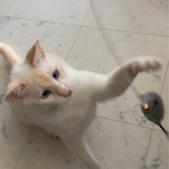 元気いっぱいで甘えん坊の男の子　ハク君