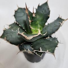 アガベ　白鯨　チタノタ