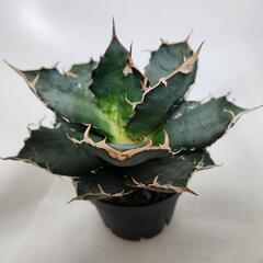 アガベ 白鯨 チタノタ