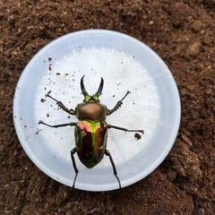 ニジイロクワガタの画像