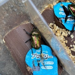 ニジイロクワガタの画像