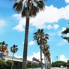 【募集 7月6日】🏰ディズニーストアに行きませんか 舞浜🌋