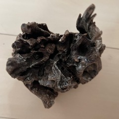 流木の画像