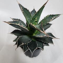アガベ　海王の画像