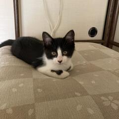 白黒ハチワレ女の子　里親募集中