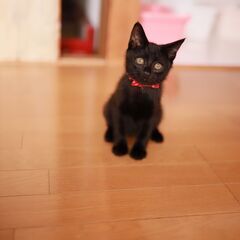 ぬいぐるみ風の黒猫ちゃん