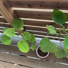 ウンベラータ　 腰ぐらいの高さ。ぐんぐん伸びてきています。の画像