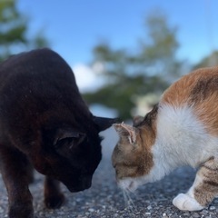お友達になってください☺️ - 友達