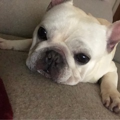 フレンチブルドッグ男の子