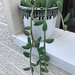 多肉植物・アーモンドネックレス