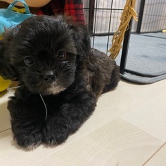MIX犬販売