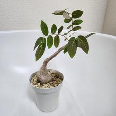 フィランサスミラビリス5号