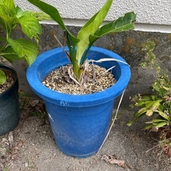 観葉植物　オーガスタ