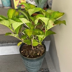アジサイ　ホワイトベア　
陶器鉢