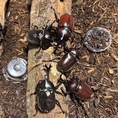 【カブトムシ①ペア】