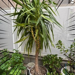 大きな観葉植物の画像