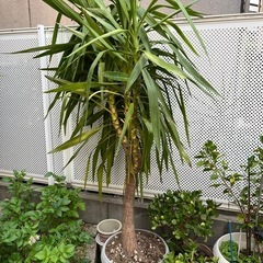 大きな観葉植物の画像