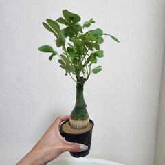 アデニア　クラウカ　３号の画像