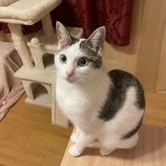 野良猫