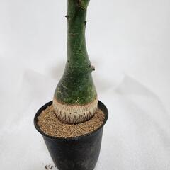 アデニア　クラウカ　３号の画像