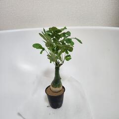 アデニア　クラウカ　３号