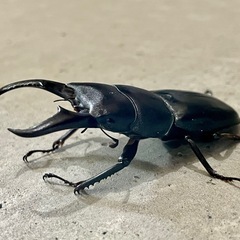 オキナワヒラタクワガタ大型ペア（オス60mmUP メス37mm）の画像