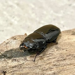 オキナワヒラタクワガタ大型ペア（オス60mmUP メス37mm）の画像