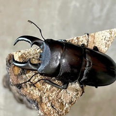 オキナワヒラタクワガタ大型ペア（オス60mmUP メス37mm）の画像