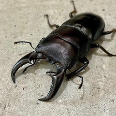 オキナワヒラタクワガタ大型ペア（オス60mmUP メス37mm）