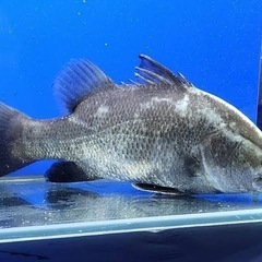 オーストラリアバラマンディ売って下さい！！