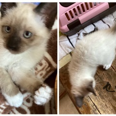 優しい仔猫達７匹兄弟妹