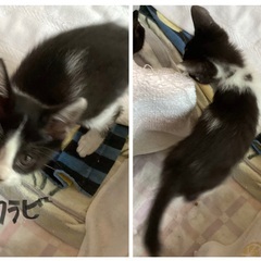 優しい７匹兄弟妹