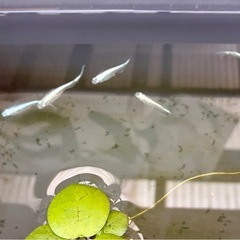 みゆきメダカ稚魚