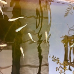 みゆきメダカ稚魚の画像