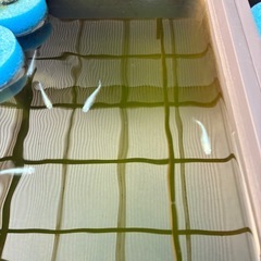 みゆきメダカ稚魚の画像