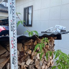 アオダモの画像