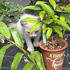 オス子猫2匹里親募集です。