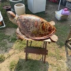 希少　激レア　ウミガメ　壁掛け　インテリア　小の画像