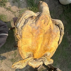 希少　激レア　ウミガメ　壁掛け　インテリア　小の画像