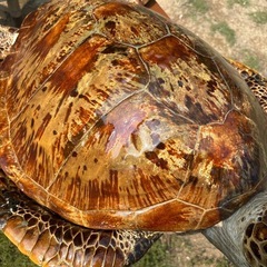 希少　激レア　ウミガメ　壁掛け　インテリア　小の画像