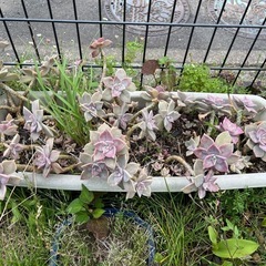 多肉植物　無料☆