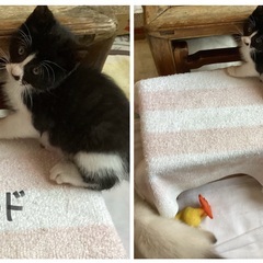 ７匹兄弟姉妹の優しい仔猫
