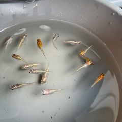 めだか メダカ 月華ダルマメダカ 半ダルマの画像