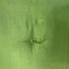 和風座布団5枚セットの画像