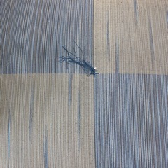 和風座布団5枚セット