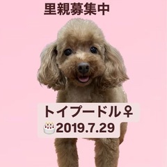 サブレちゃん☆里親募集中