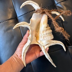 取り引き中スイジガイ　貝殻　魔除け　の画像